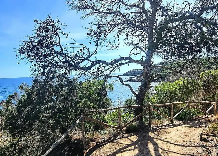 Virginia Porto Pino